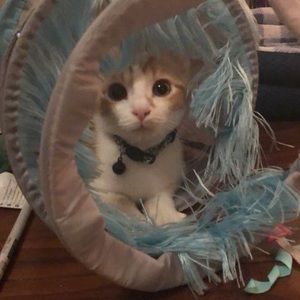 Meet your Posher, Candy